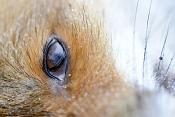 dode vos (vulpes vulpes) 12-2021 0769
